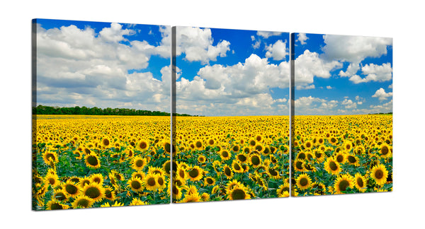 Quadri Stampa su Tela con Telaio in Legno 3 pezzi Campo di girasoli