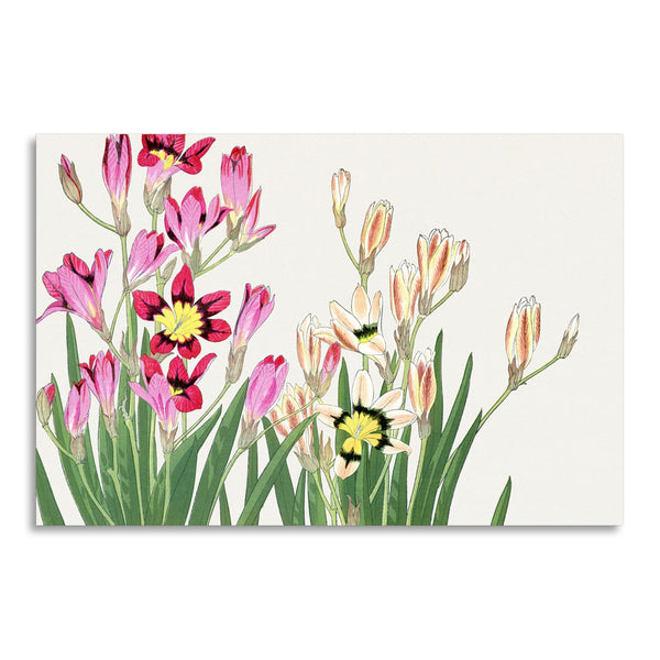 Quadro Stampa su Tela con Telaio in Legno Seiyo Soka Zufu - Vintage ixia flower
