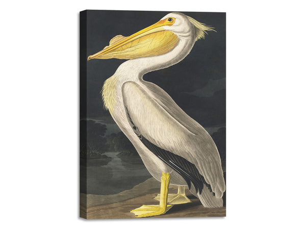 Quadro Stampa su Tela con Telaio in Legno John James Audubon - American White Pelican from Birds of America