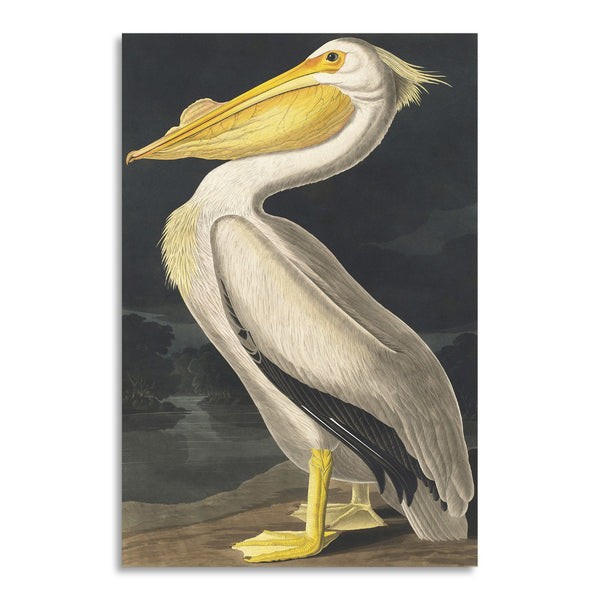 Quadro Stampa su Tela con Telaio in Legno John James Audubon - American White Pelican from Birds of America