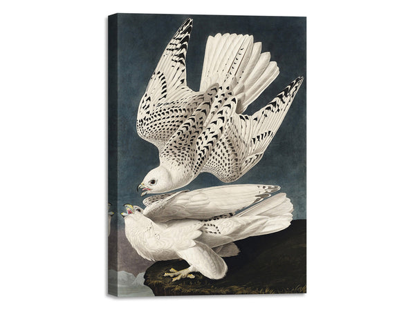Quadro Stampa su Tela con Telaio in Legno John James Audubon - Iceland or Jer Falcon from Birds of America