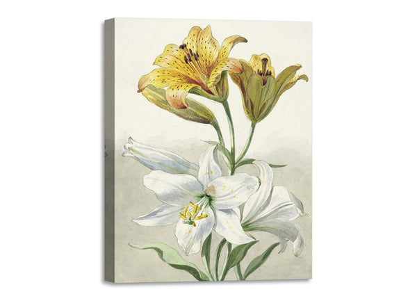 Quadro Stampa su Tela con Telaio in Legno Willem van Leen - Yellow and White Lilies