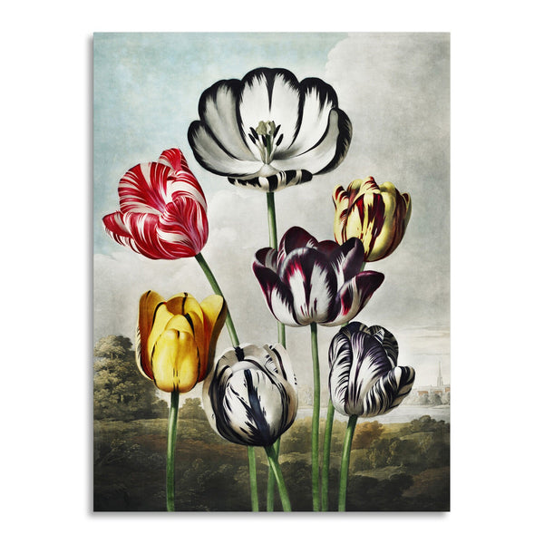 Quadro Stampa su Tela con Telaio in Legno Robert John Thornton - Tulips from The Temple of Flora