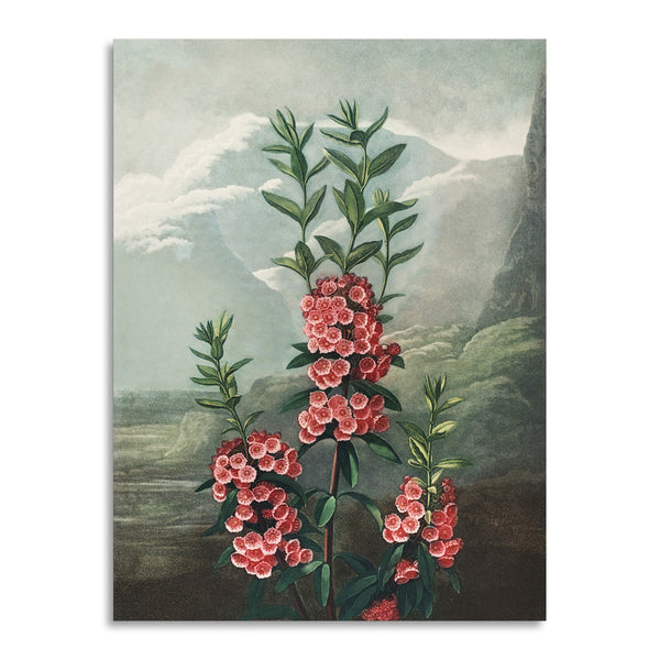 Quadro Stampa su Tela con Telaio in Legno Robert John Thornton - The Narrow–Leaved Kalmia from The Temple of Flora
