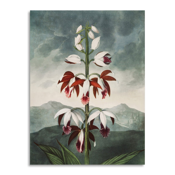 Quadro Stampa su Tela con Telaio in Legno Robert John Thornton - The Chinese Limodoron from The Temple of Flora