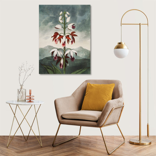 Quadro Stampa su Tela con Telaio in Legno Robert John Thornton - The Chinese Limodoron from The Temple of Flora