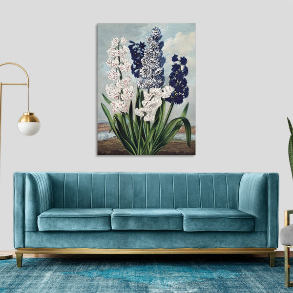 Quadro Stampa su Tela con Telaio in Legno Robert John Thornton - Hyacinths from The Temple of Flora
