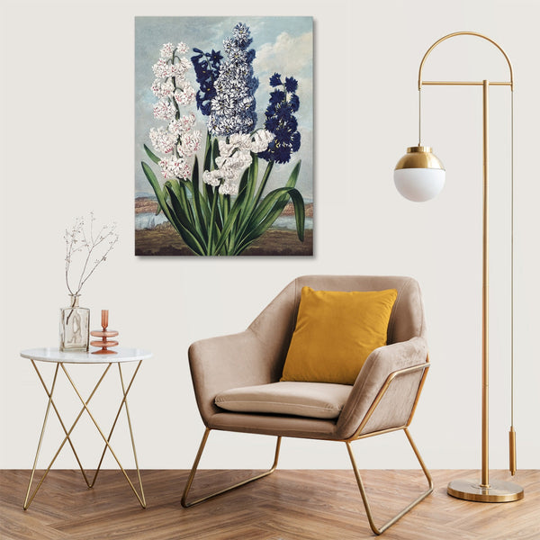Quadro Stampa su Tela con Telaio in Legno Robert John Thornton - Hyacinths from The Temple of Flora