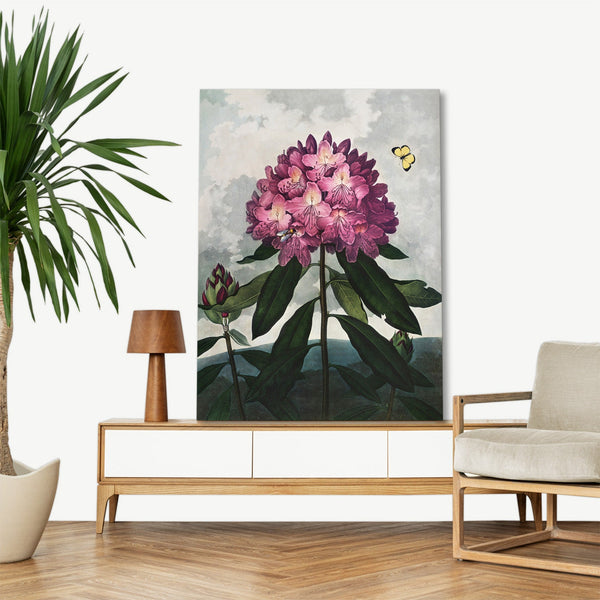 Quadro Stampa su Tela con Telaio in Legno Robert John Thornton - The Pontic Rhododendron from The Temple of Flora