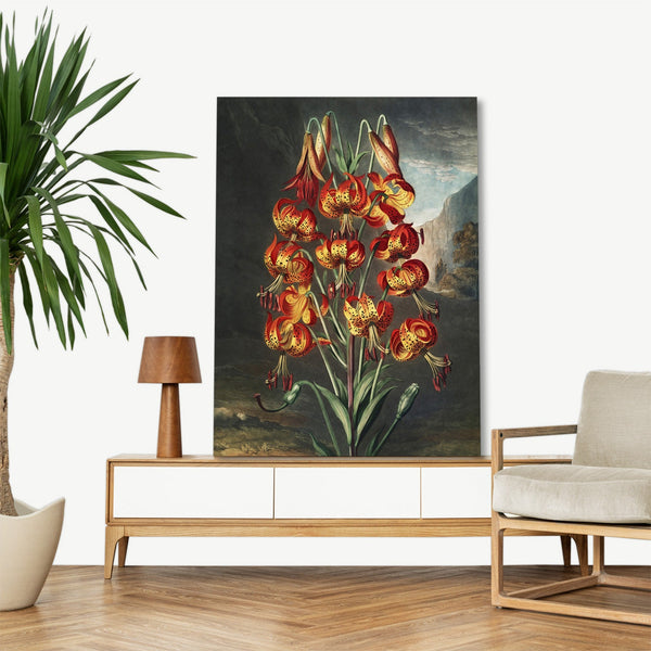 Quadro Stampa su Tela con Telaio in Legno Robert John Thornton - The Superb Lily from The Temple of Flora