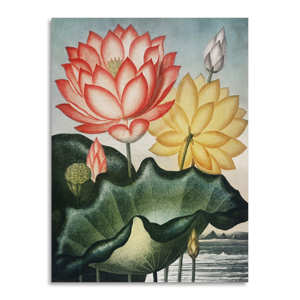 Quadro Stampa su Tela con Telaio in Legno Robert John Thornton - The Sacred Egyptian Bean from The Temple of Flora