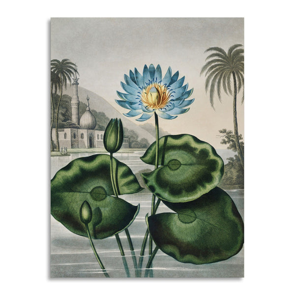 Quadro Stampa su Tela con Telaio in Legno Robert John Thornton - The Blue Egyptian Water-Lily from The Temple of Flora