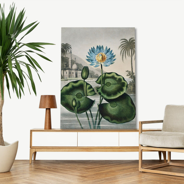 Quadro Stampa su Tela con Telaio in Legno Robert John Thornton - The Blue Egyptian Water-Lily from The Temple of Flora