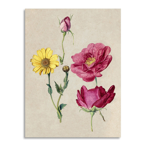 Quadro Stampa su Tela con Telaio in Legno Jacques Le Moyne de Morgues - French Roses and an Oxeye Daisy