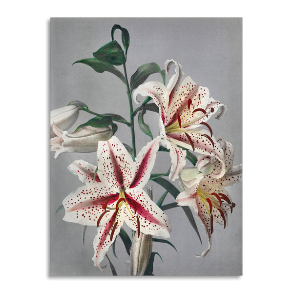 Quadro Stampa su Tela con Telaio in Legno Kazumasa Ogawa - Lily