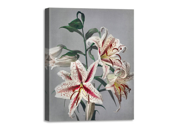 Quadro Stampa su Tela con Telaio in Legno Kazumasa Ogawa - Lily