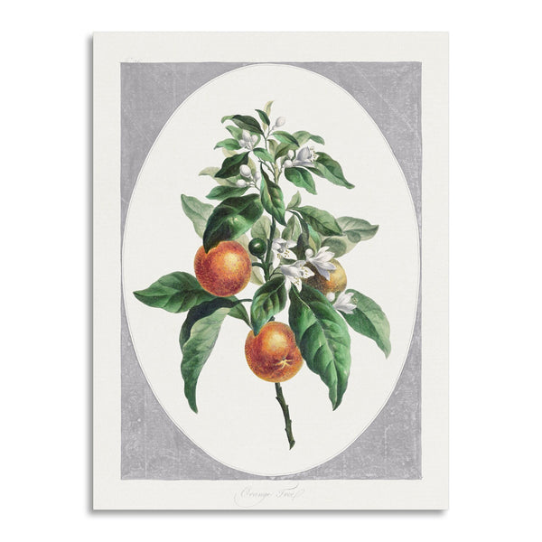 Quadro Stampa su Tela con Telaio in Legno John Edwards - Orange Tree