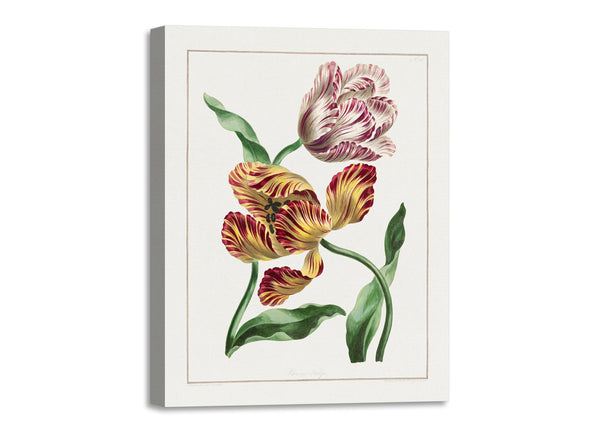 Quadro Stampa su Tela con Telaio in Legno John Edwards - Various Tulips
