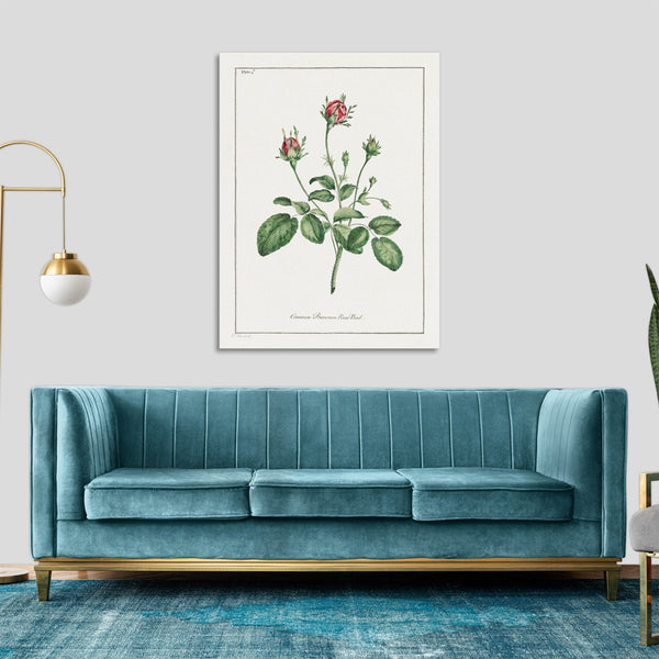 Quadro Stampa su Tela con Telaio in Legno John Edwards - Common Provence Rose Bud