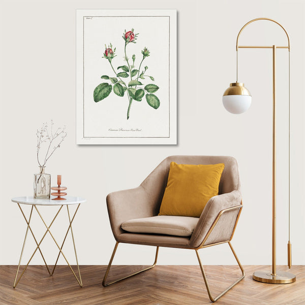 Quadro Stampa su Tela con Telaio in Legno John Edwards - Common Provence Rose Bud