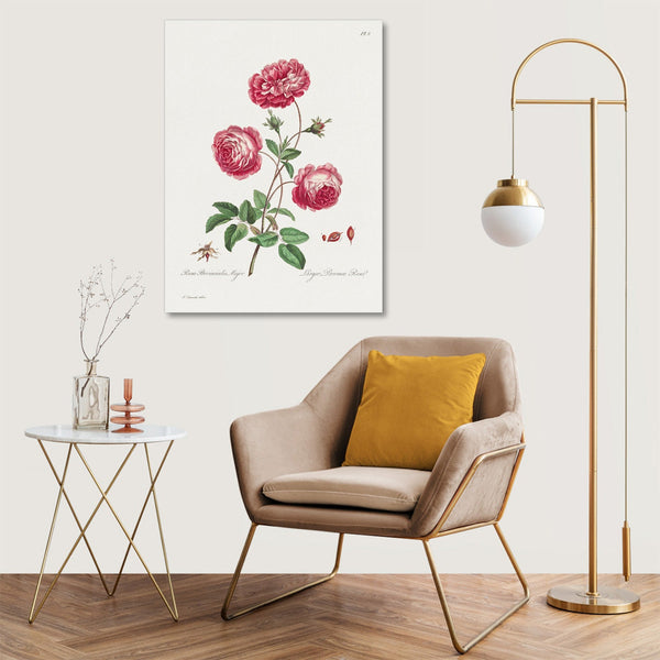 Quadro Stampa su Tela con Telaio in Legno John Edwards - Larger Provence Rose