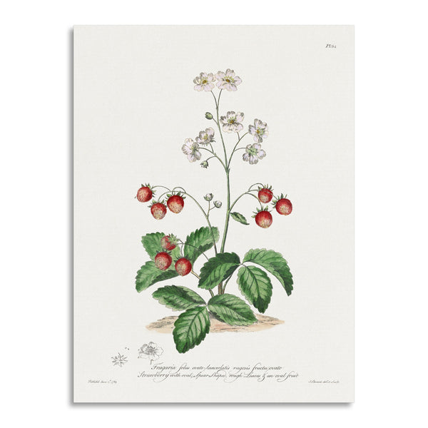 Quadro Stampa su Tela con Telaio in Legno John Edwards - Strawberry with Oval, Spear-Shaped Rough Leaves & an Oval Fruit