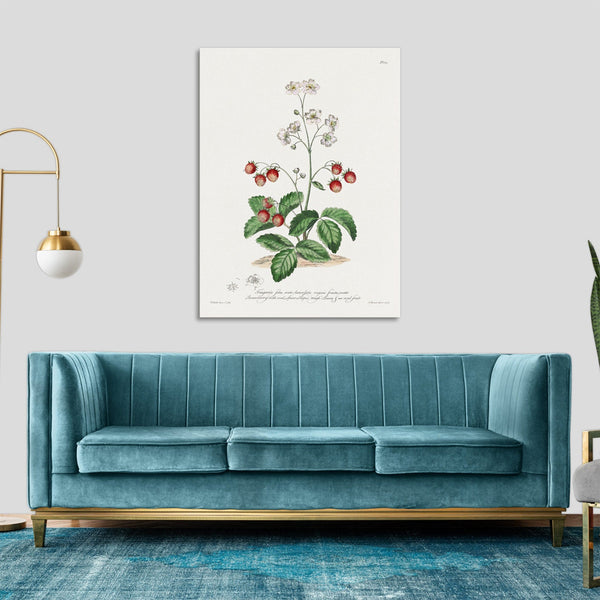 Quadro Stampa su Tela con Telaio in Legno John Edwards - Strawberry with Oval, Spear-Shaped Rough Leaves & an Oval Fruit