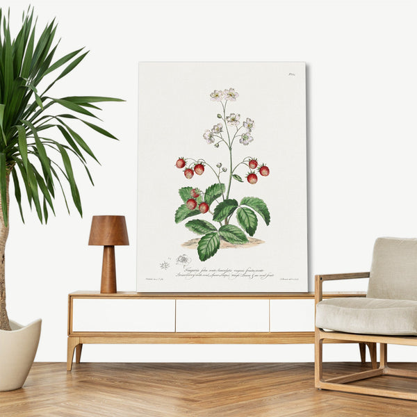 Quadro Stampa su Tela con Telaio in Legno John Edwards - Strawberry with Oval, Spear-Shaped Rough Leaves & an Oval Fruit