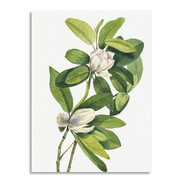 Quadro Stampa su Tela con Telaio in Legno Mary Vaux Walcott - Swamp Magnolia