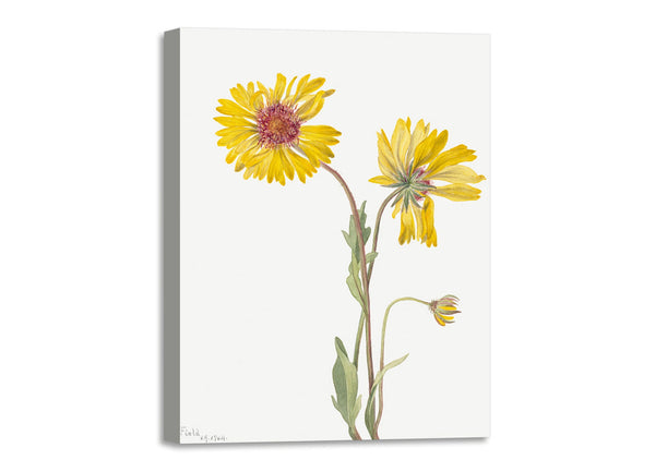 Quadro Stampa su Tela con Telaio in Legno Mary Vaux Walcott - Perennial Gaillardia