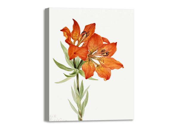 Quadro Stampa su Tela con Telaio in Legno Mary Vaux Walcott - Red Lily