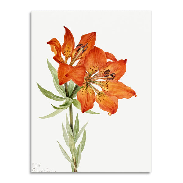 Quadro Stampa su Tela con Telaio in Legno Mary Vaux Walcott - Red Lily
