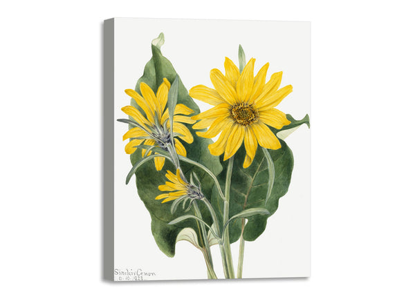 Quadro Stampa su Tela con Telaio in Legno Mary Vaux Walcott - Balsamroot
