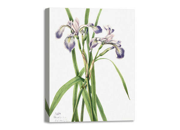 Quadro Stampa su Tela con Telaio in Legno Mary Vaux Walcott - Blueflag Iris