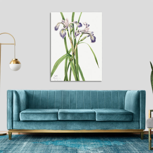 Quadro Stampa su Tela con Telaio in Legno Mary Vaux Walcott - Blueflag Iris