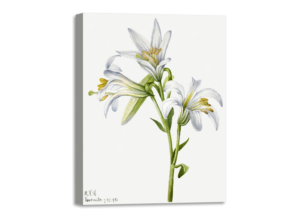 Quadro Stampa su Tela con Telaio in Legno Mary Vaux Walcott - Washington Lily