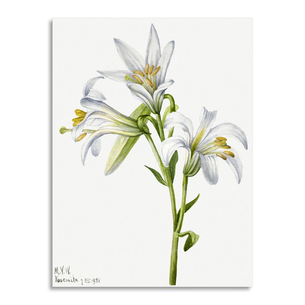 Quadro Stampa su Tela con Telaio in Legno Mary Vaux Walcott - Washington Lily