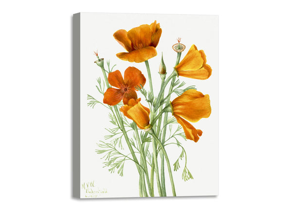 Quadro Stampa su Tela con Telaio in Legno Mary Vaux Walcott - California Poppy
