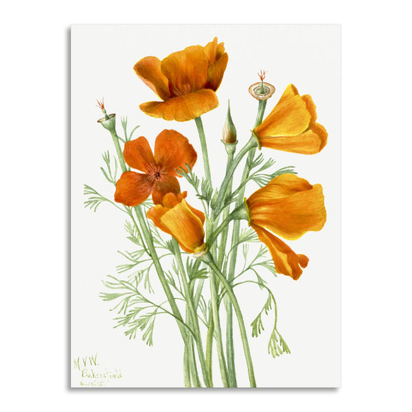 Quadro Stampa su Tela con Telaio in Legno Mary Vaux Walcott - California Poppy