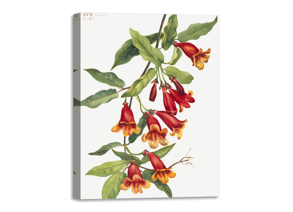 Quadro Stampa su Tela con Telaio in Legno Mary Vaux Walcott - Crossvine