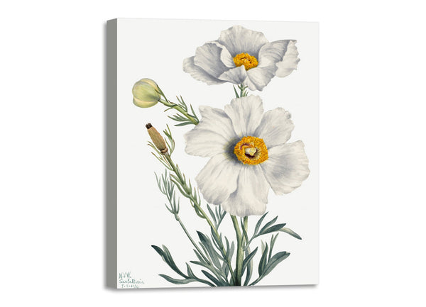 Quadro Stampa su Tela con Telaio in Legno Mary Vaux Walcott - Matilija Poppy