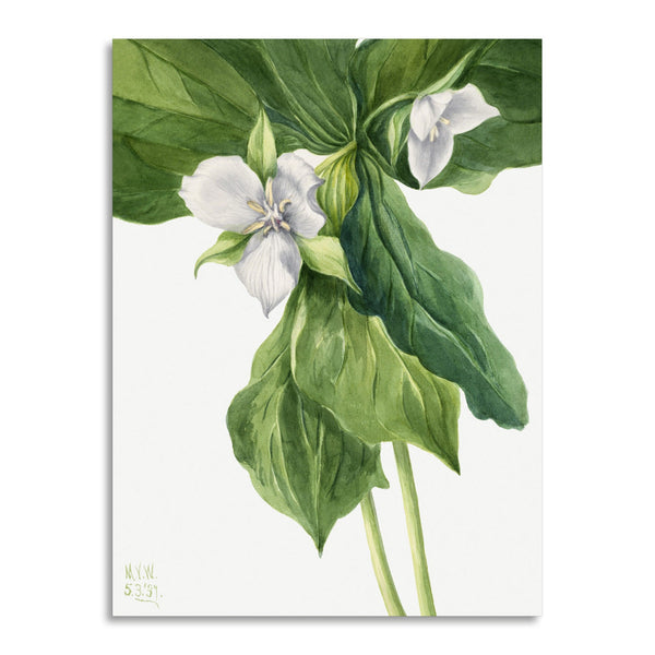 Quadro Stampa su Tela con Telaio in Legno Mary Vaux Walcott - Wake-Robin