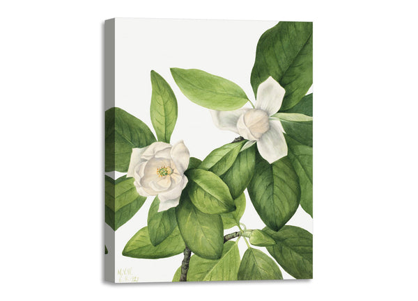 Quadro Stampa su Tela con Telaio in Legno Mary Vaux Walcott - Sweetbay