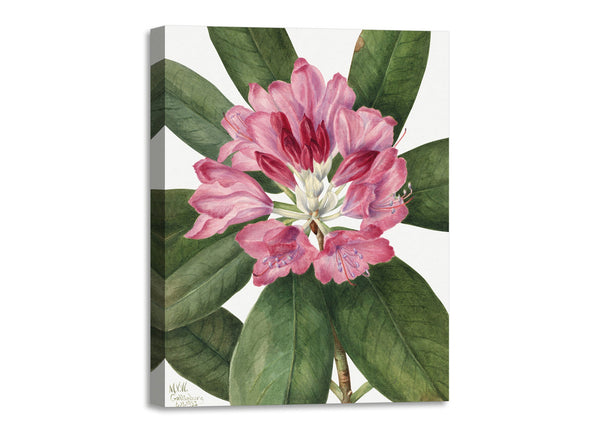 Quadro Stampa su Tela con Telaio in Legno Mary Vaux Walcott - Mountain Rose Bay