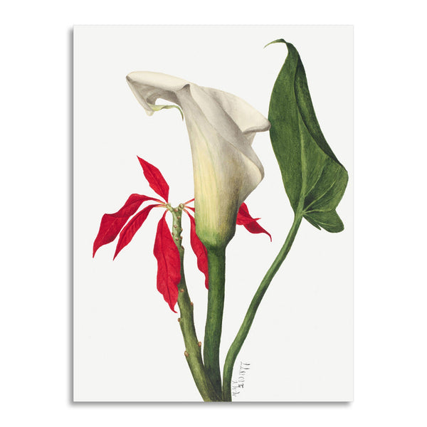 Quadro Stampa su Tela con Telaio in Legno Mary Vaux Walcott - Calla Lily