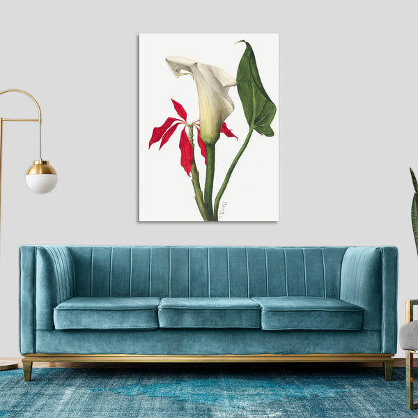 Quadro Stampa su Tela con Telaio in Legno Mary Vaux Walcott - Calla Lily