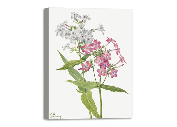 Quadro Stampa su Tela con Telaio in Legno Mary Vaux Walcott - Perennial Phlox