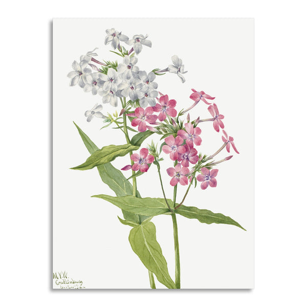 Quadro Stampa su Tela con Telaio in Legno Mary Vaux Walcott - Perennial Phlox