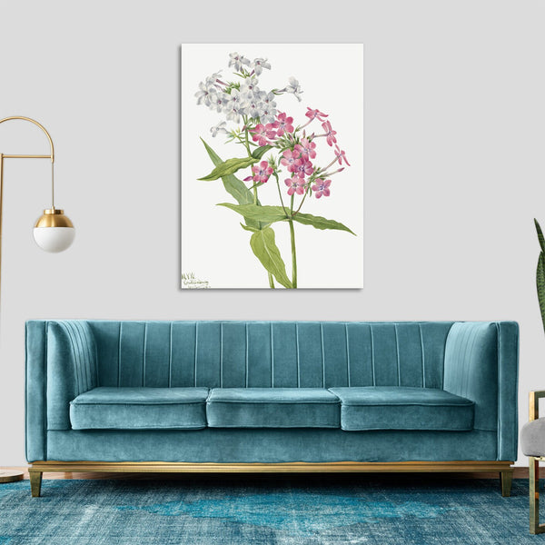 Quadro Stampa su Tela con Telaio in Legno Mary Vaux Walcott - Perennial Phlox