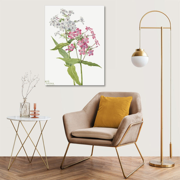Quadro Stampa su Tela con Telaio in Legno Mary Vaux Walcott - Perennial Phlox